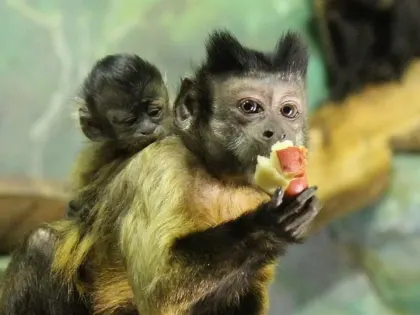 Публикация фотографий детей из детского сада