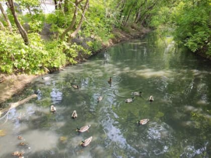 Работы по озеленению берегов Борзовки стартовали в Нижнем Новгороде