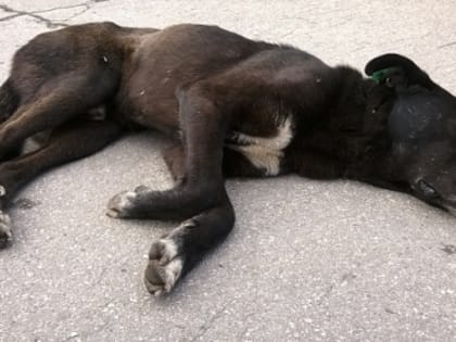 Мужчина перерезал горло своей собаке в Дзержинске