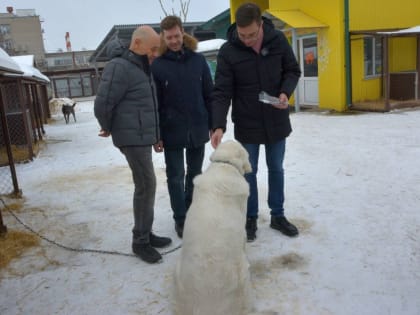 «Самовыгул» животных предложено запретить в Нижнем Новгороде