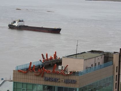 Предотвратить гибель синиц: нижегородские экологи предложили заменить отпугиватели на силуэты хищников