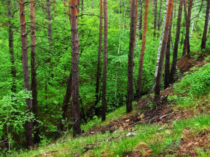 Нижегородца осудят за вырубку деревьев общей стоимостью 500 тыс. рублей