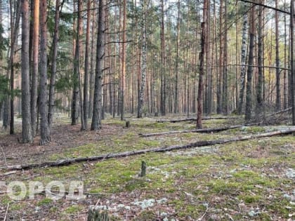 Вальщика леса убило суком в Ковернинском районе