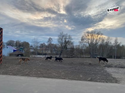 ​В Выксе отловили еще 14 безнадзорных собак