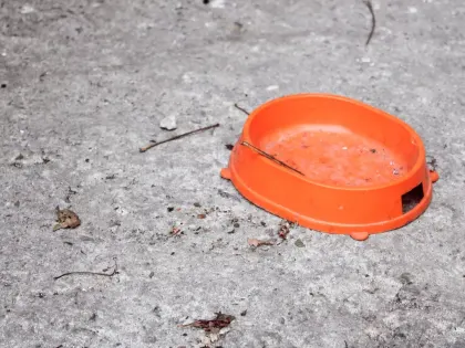 Опасные корма для животных нашли в Нижегородской области