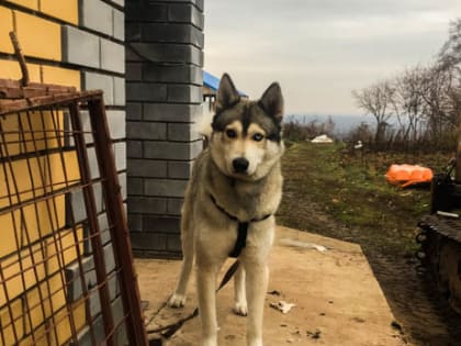 Напавшие на ребенка алабаи сбежали из частного сектора в Верхних Печерах