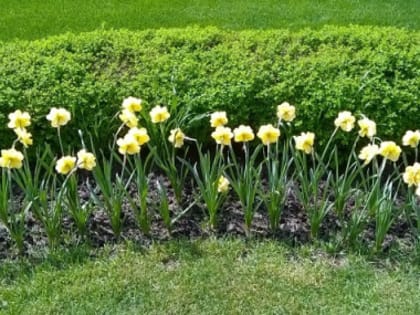 Озеленение завершится в Нижнем Новгороде до 12 мая