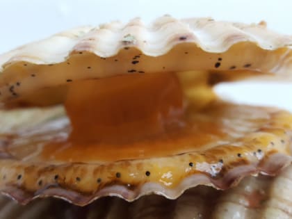 Вирус или старые устрицы? Почему нижегородцы массово отравились