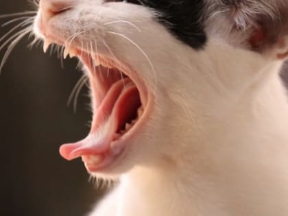 Лиса и домашняя кошка заразились бешенством в Нижегородской области
