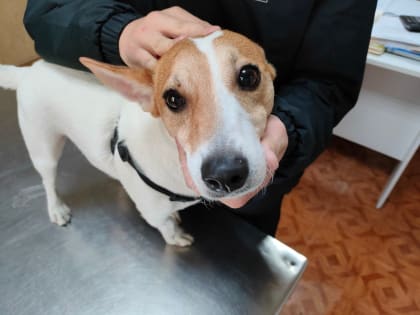 Первый за сезон иксодовый клещ укусил собаку в Нижнем Новгороде