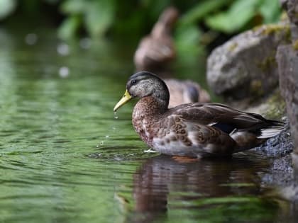 Где можно купаться в Сарове?