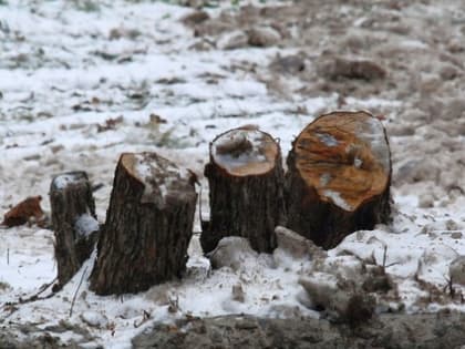 В Сосновском районе незаконно срубили деревья по распоряжению местной чиновницы