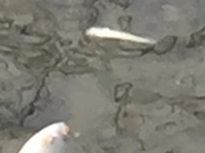 Массовую гибель рыбы обнаружили нижегородцы в водоемах Кстовского района