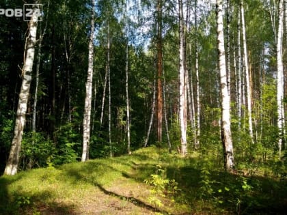 Запрет на посещение лесов введен в Сарове