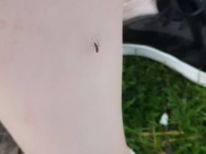 Шок. Целый квартал держат в страхе под Нижним Новгородом