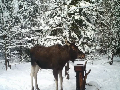 На этого зверя больше нельзя охотиться в Нижегородской области