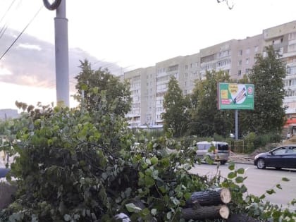 На прошлой неделе на проспекте Циолковского были вырублены пять лип