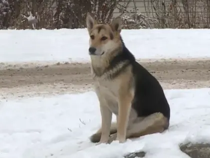 Проблемы жителей Бора: недовольство и требования