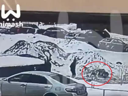 Два алабая накинулись на школьника в Нижнем Новгороде