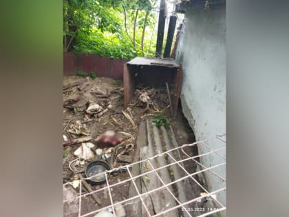 Убивших лосей браконьеров разыскивают в Павловском районе
