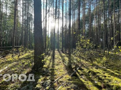 МЧС предупредило нижегородцев об особой опасности в лесах