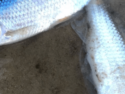 Массовую гибель рыбы заметили на Святом озере в Дзержинске