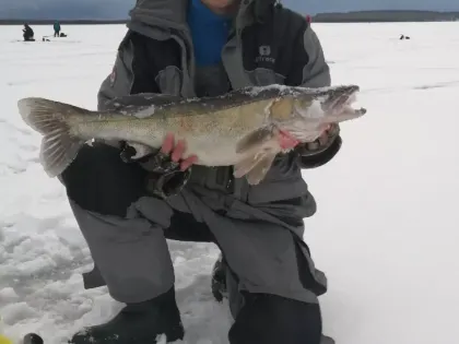 «Трофейчик». Нижегородский рыбак достал из реки нечто гигантское