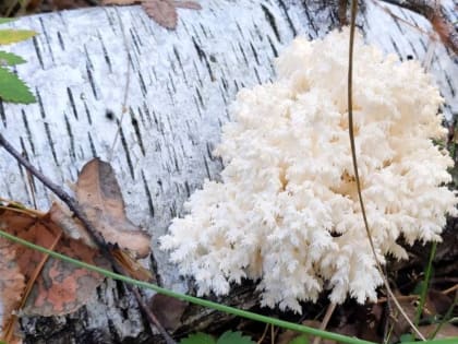 Очень редкий гриб заметили в нижегородских лесах