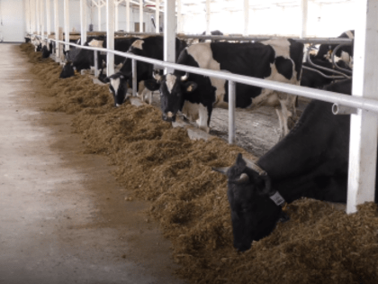 Проект по созданию роботизированной фермы на 130 голов реализовал фермер из Шаранги при государственной поддержке