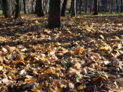 Потепление до +15°C и без осадков прогнозируется в Нижнем Новгороде в эти выходные