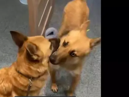 Нижегородка взяла из приюта пса. Он сбежал, чтобы найти брата — видео