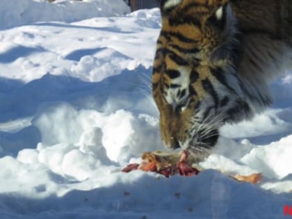 Нижегородские школьники изучат снежного барса с помощью нейросетей