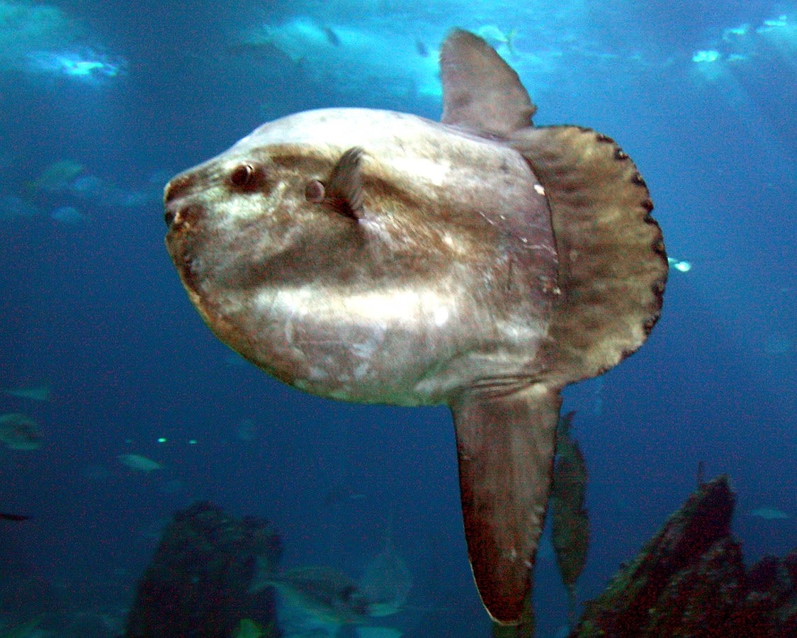 Sunfish (Mola mola)