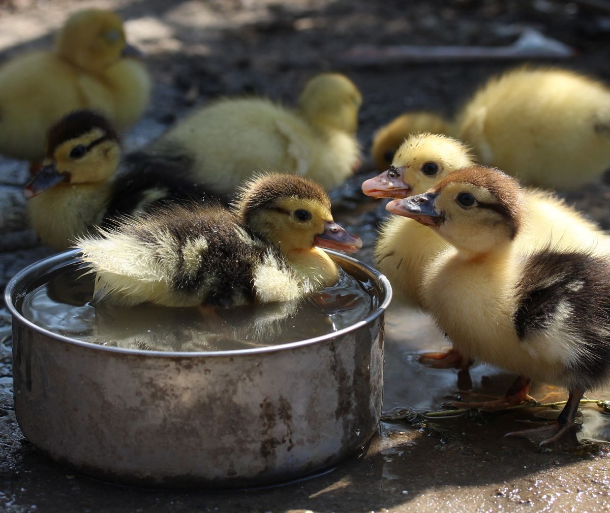 Duckling swimming in pan