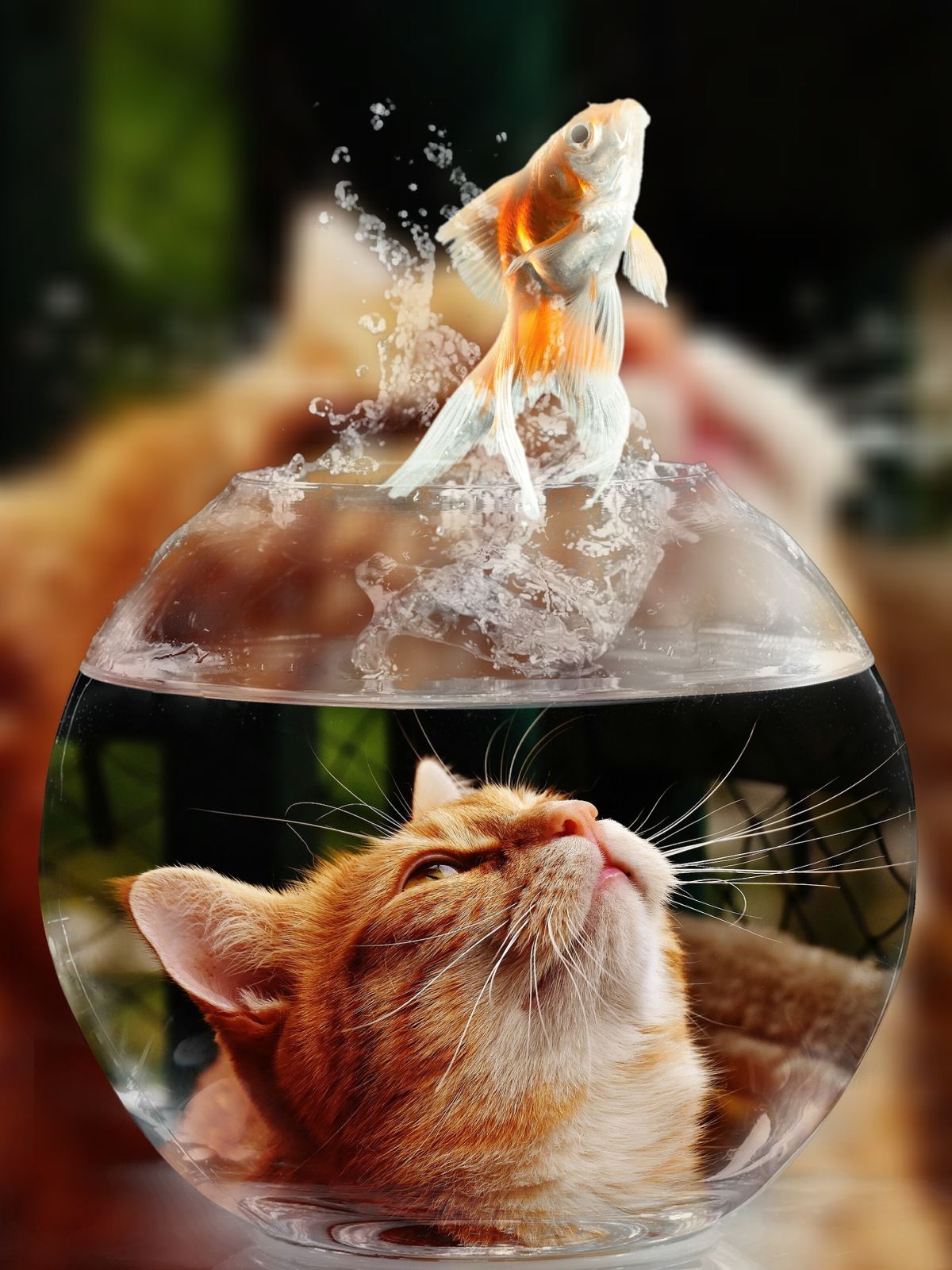 Cat in bowl with jumping goldfish
