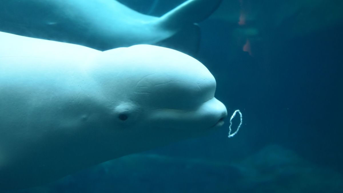 Beluga ring creates bubble ring