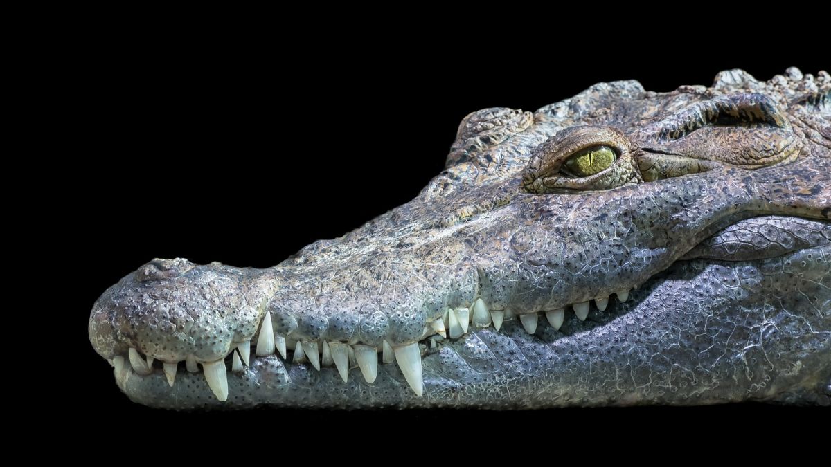 Freshwater crocodile