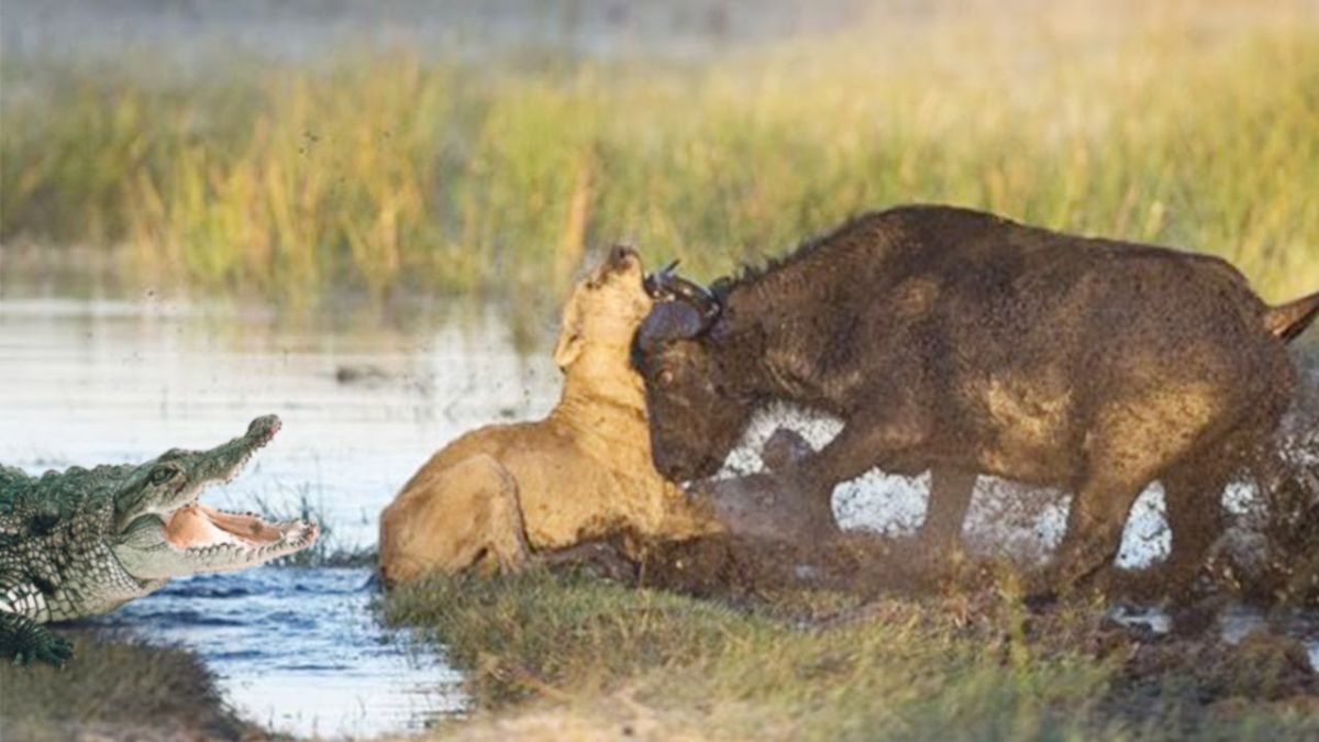 Crocodile - Lion - Buffalo