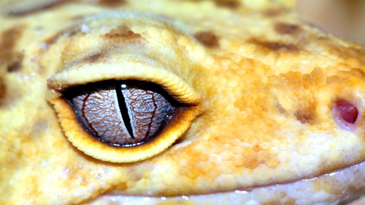 Macro photo: Leopard gecko with hypnotic eye