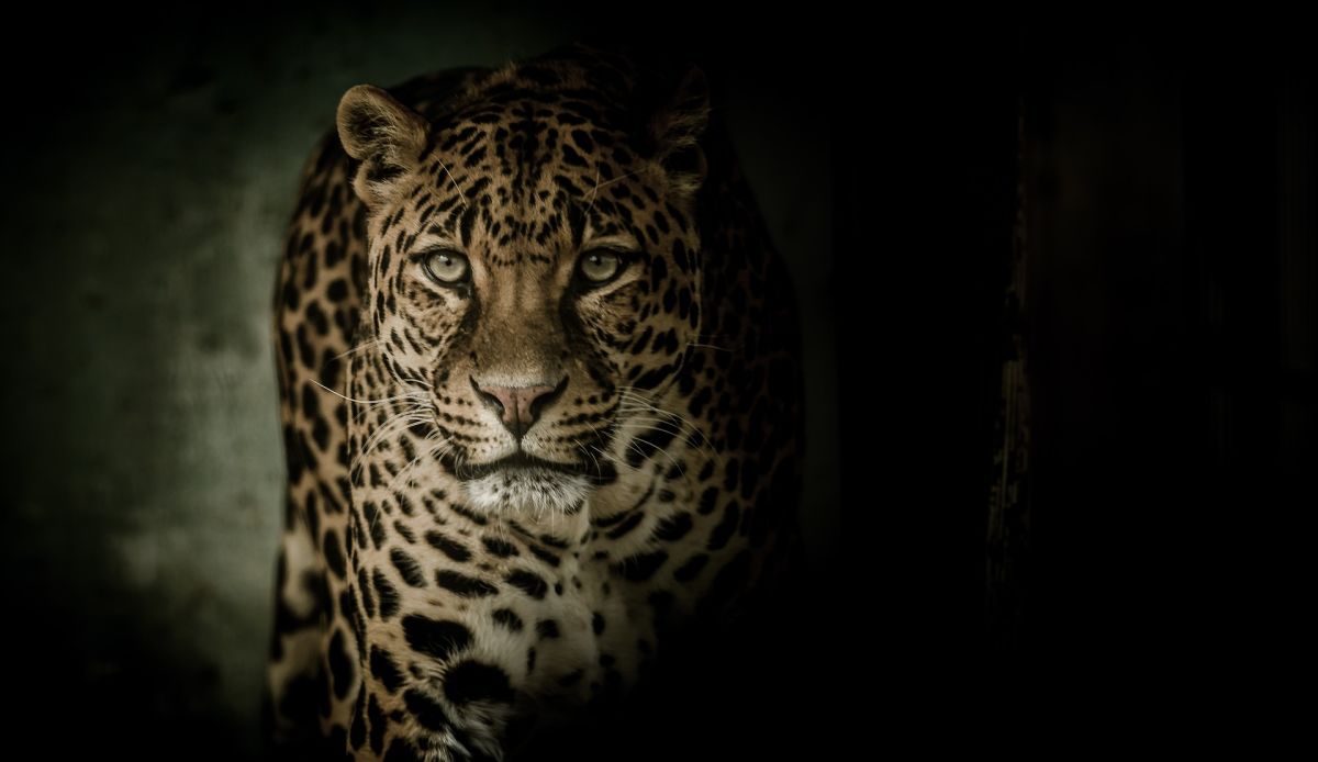 Fearsome powerful leopard