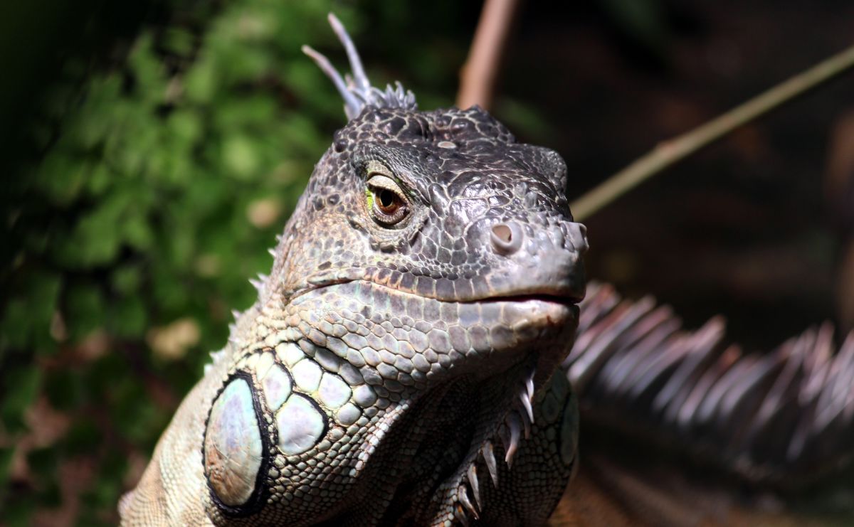 Iguana, lizard