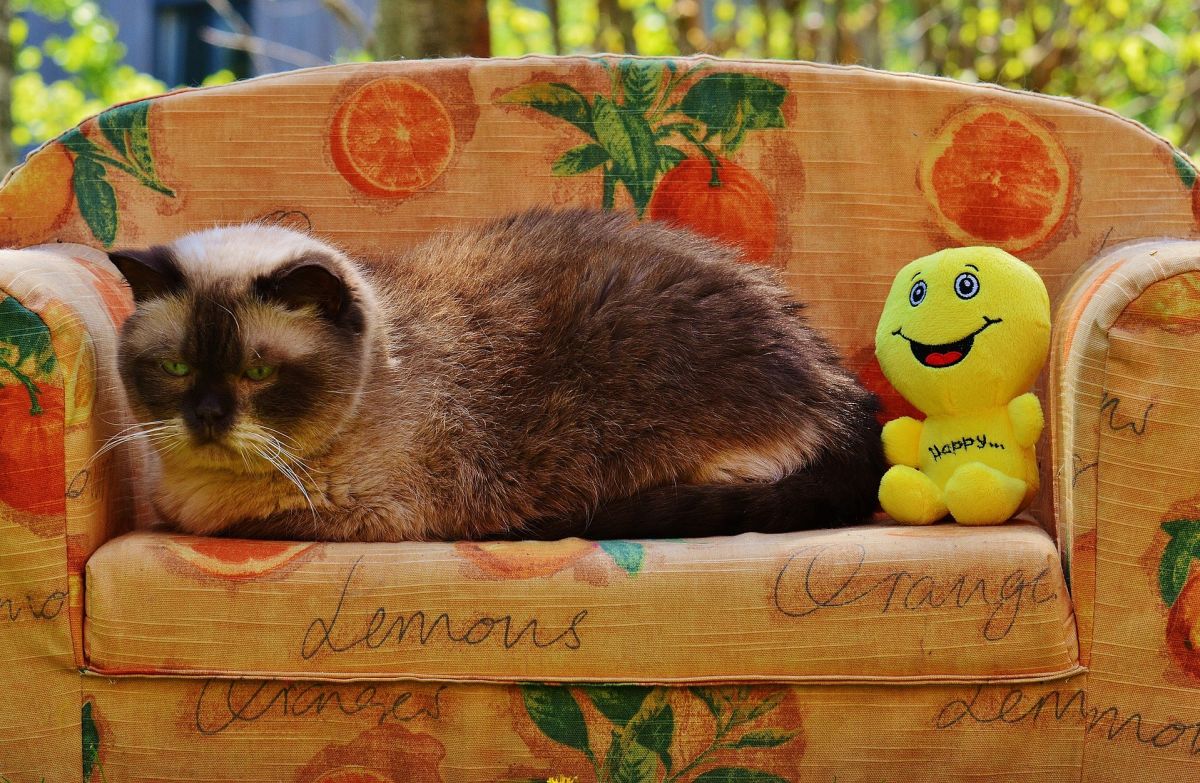 Cat: Sleeping relaxing sofa smiley puppet