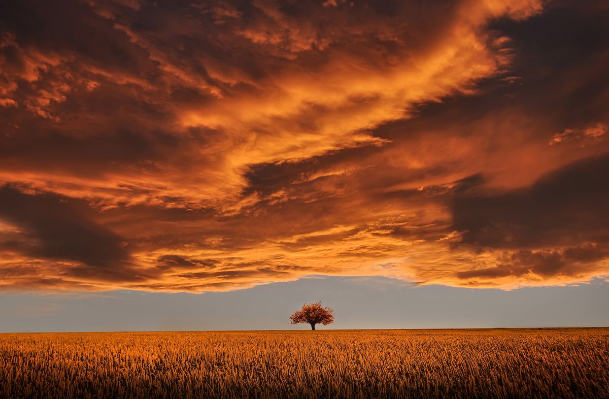 Tree in field with heavy clouds