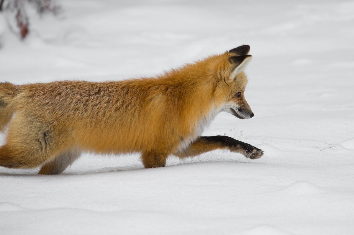 Hunting in snow: Red fox