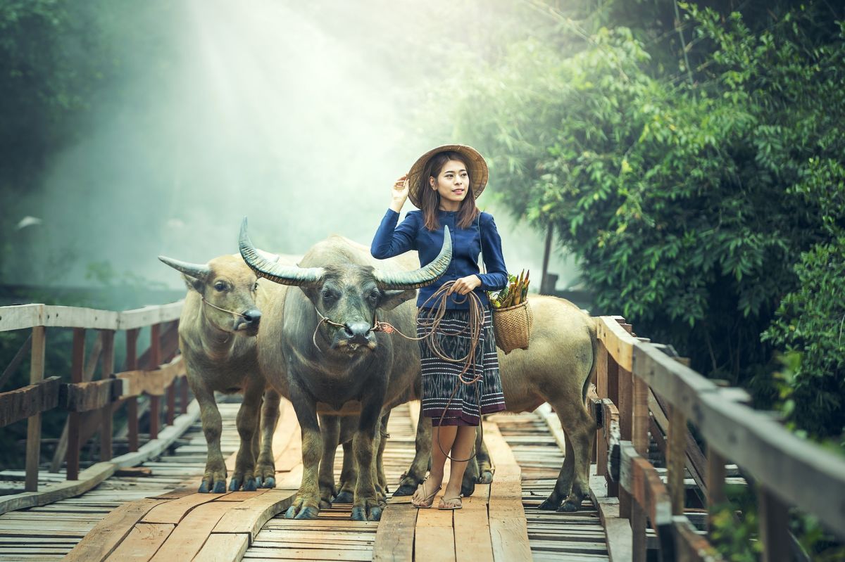 Asiatische frau mit stieren / büffel.