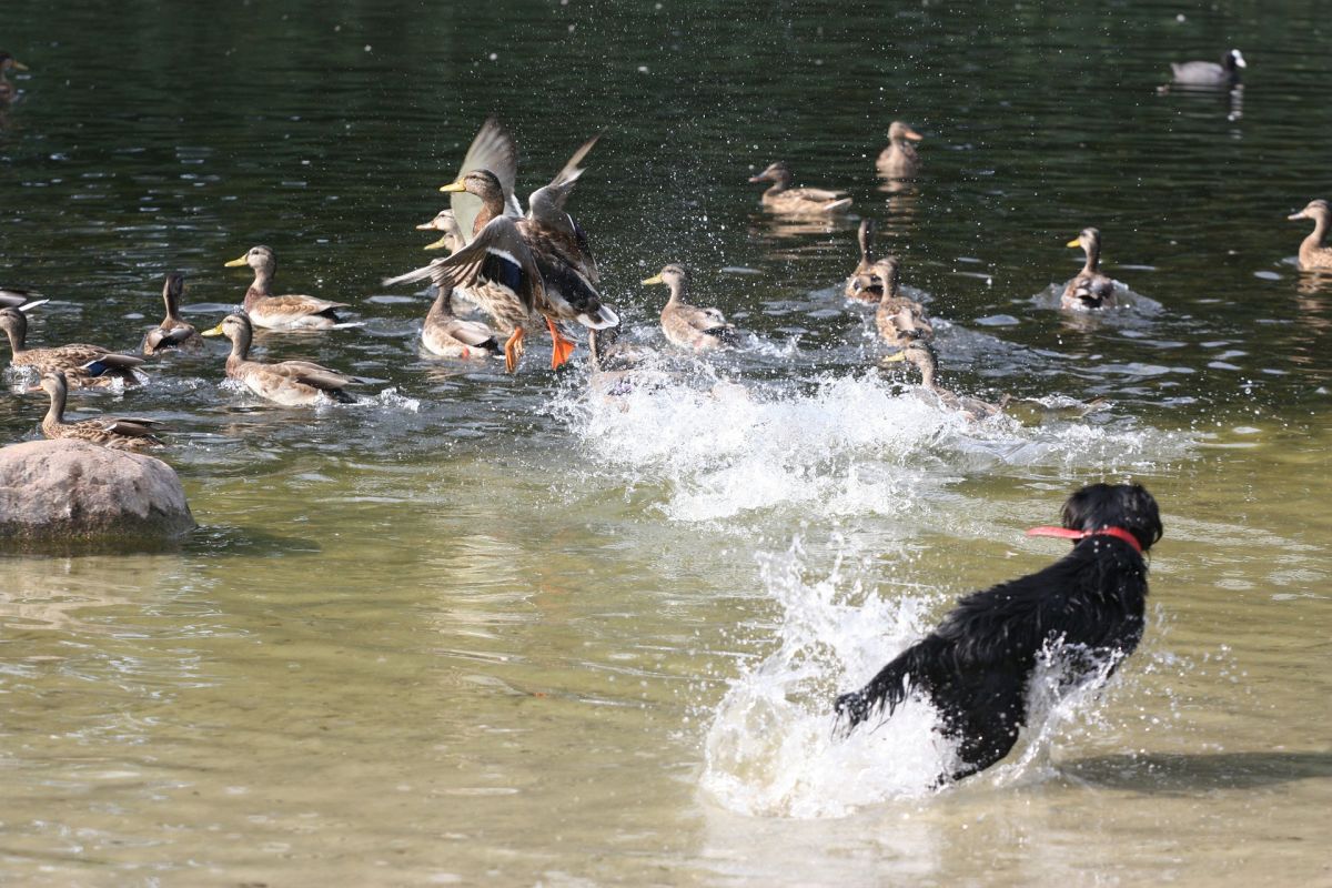 Dog chasing ducks in pond