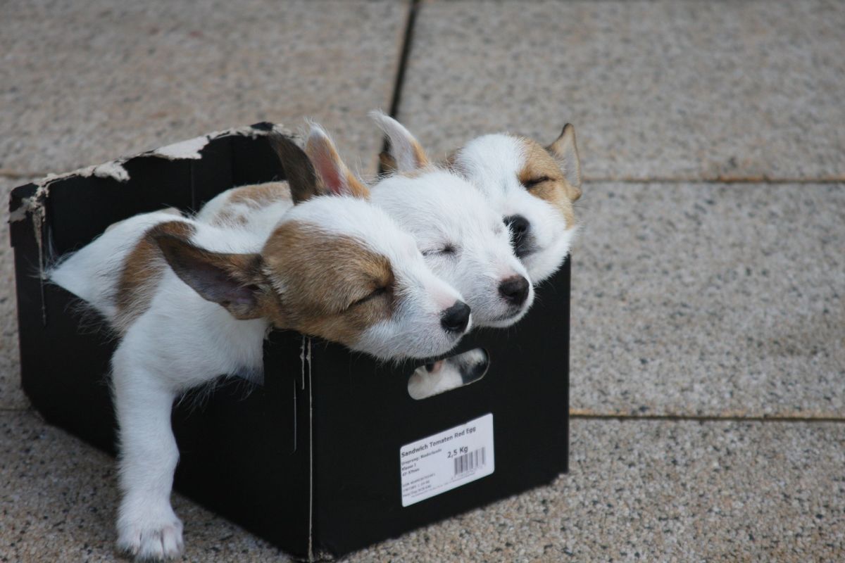 Sleeping puppies in box