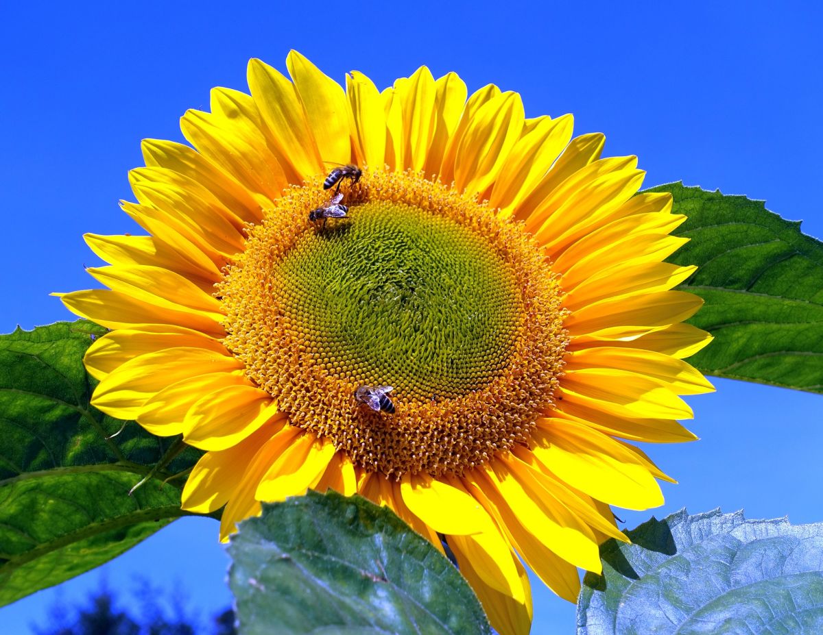 Bumblebee on sunflower