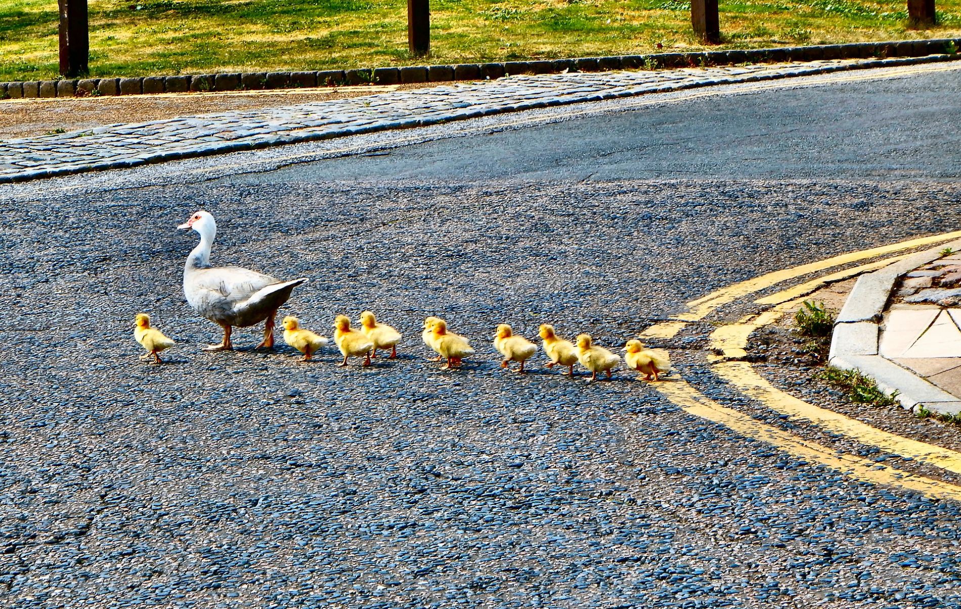 Line of ducklings queuing behind mother duck on street