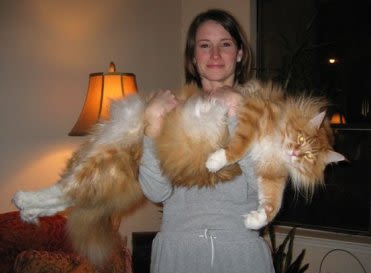 Woman with huge cat